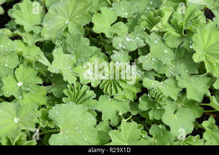 Giardino della signora mantello di Alchemilla mollis fogliame Foto Stock