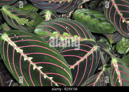 Fogliame dal rosso preghiere impianto Maranta leuconeura Foto Stock