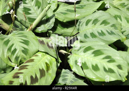 Dal fogliame verde impianto di preghiere Maranta leuconeura kerchoveana Foto Stock