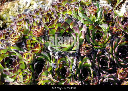 Rosette di casa comune il porro in diversi colori Foto Stock