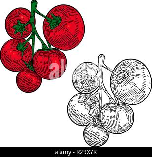 Pomodori disegnati a mano illustrazione su sfondo bianco. Elemento di design per il pacchetto decorazione, poster, menu, banner. Illustrazione Vettoriale Illustrazione Vettoriale