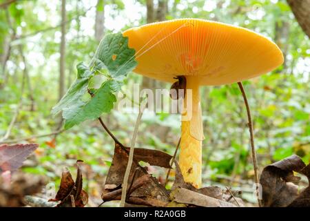 Una lumaca assaporerete un americano Caesars il fungo Amanita jacksonii nella foresta a Yates mulino Parcheggio contea in Raleigh North Carolina Foto Stock
