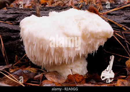 Un grande leone la criniera a fungo Crowder Park in Apex North Carolina. È commestibile con un granchio-come gusto e presenta benefici medicinali. Foto Stock