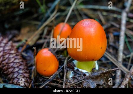 Un giovane trio di American Caesars il fungo Amanita jacksonii, emergenti dalla volva con bel rosso-arancio tappo a bulbo a Yates Mill County Par Foto Stock