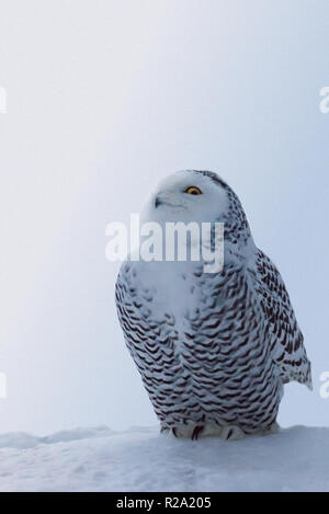 Bianco di gufo polare con colore giallo brillante occhi è seduta sul naturale bianco neve e dichiara che non sta guardando a noi. Stagione invernale greeti verticale Foto Stock