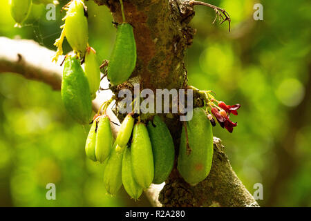 Struttura di cetriolo con prolific frutti che crescono in Seychelles Foto Stock