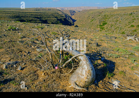 Struttura di bottiglia (rosa del deserto - adenium obesum) sulla costa rocciosa del Mare Arabico, Arift village, regione di Dhofar, Oman. Foto Stock