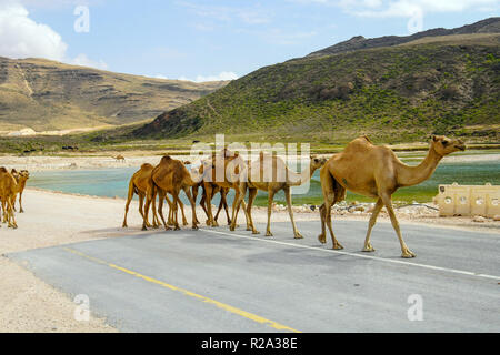 Gruppo di camel attraversamento strada asfaltata nella regione di Dhofar, Oman. Foto Stock