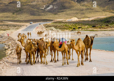 Gruppo di camel attraversamento strada asfaltata nella regione di Dhofar, Oman. Foto Stock