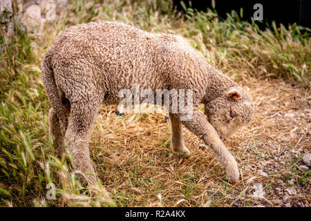 La Gentile di Puglia (Merino di Puglia, Pugliese migliorata, Merino d'Italia, Merino Gentile) è un raffinato wooled razza dal sud Italia. Sviluppo Foto Stock
