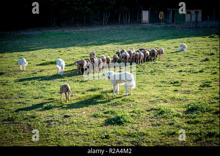 La Gentile di Puglia (Merino di Puglia, Pugliese migliorata, Merino d'Italia, Merino Gentile) è un raffinato wooled razza dal sud Italia. Sviluppo Foto Stock