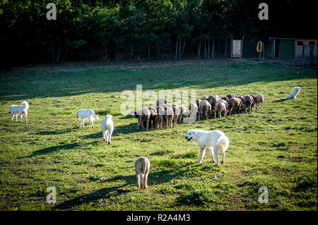 La Gentile di Puglia (Merino di Puglia, Pugliese migliorata, Merino d'Italia, Merino Gentile) è un raffinato wooled razza dal sud Italia. Sviluppo Foto Stock