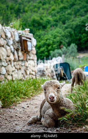 La Gentile di Puglia (Merino di Puglia, Pugliese migliorata, Merino d'Italia, Merino Gentile) è un raffinato wooled razza dal sud Italia. Sviluppo Foto Stock
