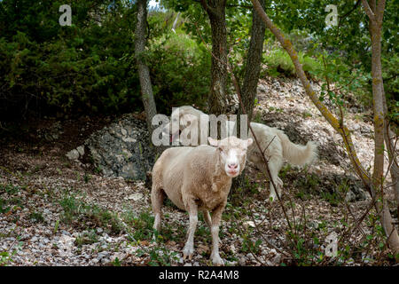 La Gentile di Puglia (Merino di Puglia, Pugliese migliorata, Merino d'Italia, Merino Gentile) è un raffinato wooled razza dal sud Italia. Sviluppo Foto Stock