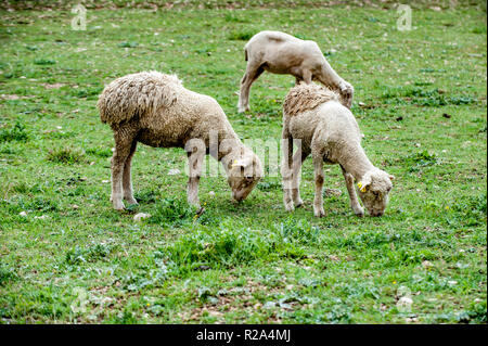 La Gentile di Puglia (Merino di Puglia, Pugliese migliorata, Merino d'Italia, Merino Gentile) è un raffinato wooled razza dal sud Italia. Sviluppo Foto Stock