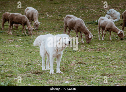 La Gentile di Puglia (Merino di Puglia, Pugliese migliorata, Merino d'Italia, Merino Gentile) è un raffinato wooled razza dal sud Italia. Sviluppo Foto Stock