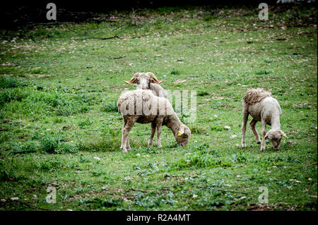 La Gentile di Puglia (Merino di Puglia, Pugliese migliorata, Merino d'Italia, Merino Gentile) è un raffinato wooled razza dal sud Italia. Sviluppo Foto Stock
