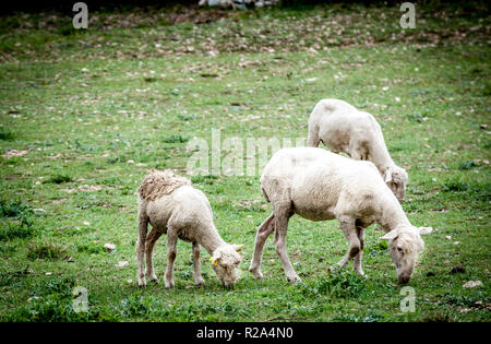 La Gentile di Puglia (Merino di Puglia, Pugliese migliorata, Merino d'Italia, Merino Gentile) è un raffinato wooled razza dal sud Italia. Sviluppo Foto Stock