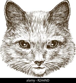 Carino gattino. Gatto, animale domestico sketch. Vintage illustrazione vettoriale Illustrazione Vettoriale