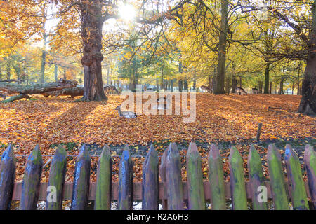 Cervi nel parco durante una bella giornata d'Autunno Foto Stock