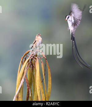 Un perno maschio-tailed Vedova orientale del (Vidua macroura) in splendido bianco e nero piumaggio di allevamento visualizza per un poco appariscente femmina. ). Impenetrabile di Bwindi Na Foto Stock