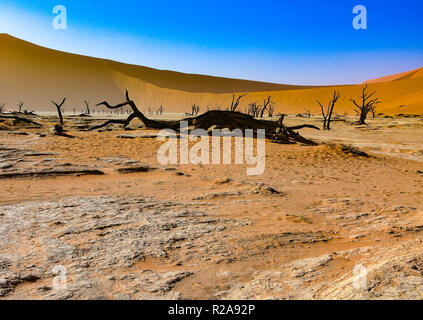 Decine di turisti ogni giorno accorrono per vedere la zona conosciuta come Deadvlei nel deserto del Namib in Namibia. Foto Stock