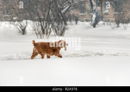 Bruna giovane cane cocker camminare con il bastone di legno in inverno. Divertimento carino pet azienda ramo di albero in bocca durante la passeggiata nella tempesta di neve Foto Stock