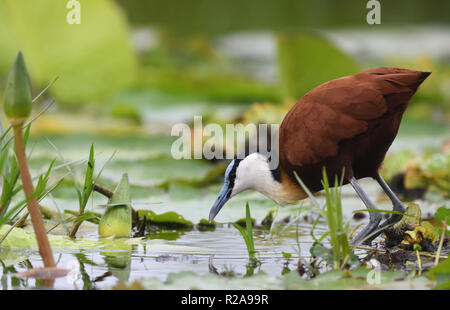 Un africano jacana (Actophilornis africanus) passeggiate sulla vegetazione galleggiante con le sue lunghe dita e unghie al Mabamba palude. Baia di Mabamba zone umide, W Foto Stock