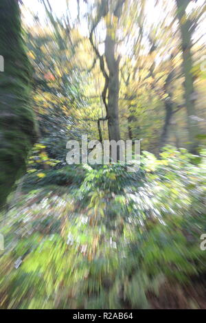 Boschi in Yorkshire presi in autunno vicino a Selby North Yorkshire Gran Bretagna Foto Stock