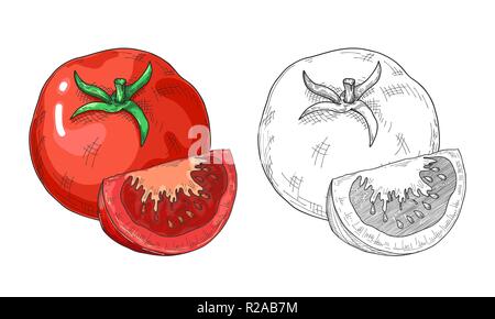 Schizzo di pomodori. Pomodori isolati su sfondo bianco. Vettore Illustrazione Vettoriale