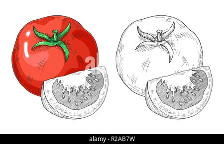 Schizzo di pomodori. Pomodori isolati su sfondo bianco. Vettore Illustrazione Vettoriale