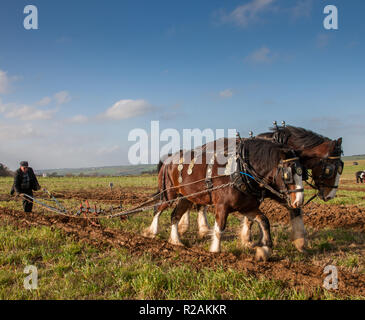 Ballyfeard, Cork, Irlanda. 18 Novembre, 2018. Colman Cogan, Sligo con il suo team di cavalli Ned e Ted all'aratura Ballyfeard Match in Co. Cork, Irlanda Credito: David Creedon/Alamy Live News Foto Stock