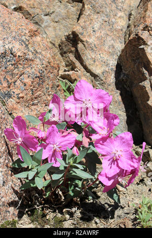 Dwarf Fireweed a.k.a. La bellezza del fiume Willowherb Chamerion latifolium (Epilobium latifolium) Foto Stock