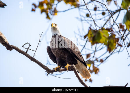 Coppia aquila calva seduta in una struttura ad albero Conowingo Dam in Conowingo, Maryland Foto Stock