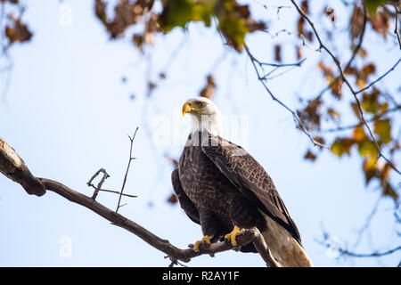 Coppia aquila calva seduta in una struttura ad albero Conowingo Dam in Conowingo, Maryland Foto Stock