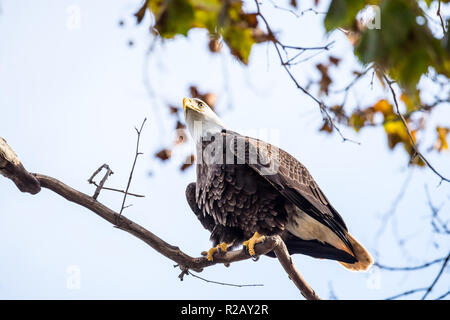 Coppia aquila calva seduta in una struttura ad albero Conowingo Dam in Conowingo, Maryland Foto Stock