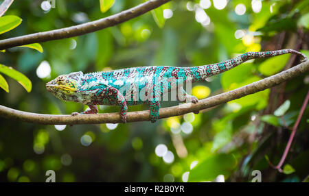Maschio adulto Panther Chameleon (Furcifer pardalis) nel suo habitat naturale, il Madagascar foresta di pioggia. Foto Stock