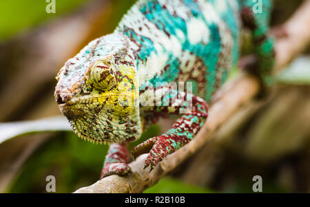 Maschio adulto Panther Chameleon (Furcifer pardalis) nel suo habitat naturale, il Madagascar foresta di pioggia. Foto Stock