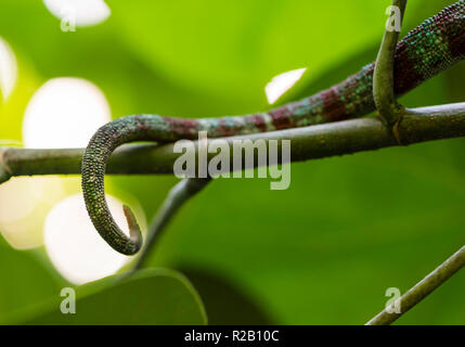 Racconto di un maschio adulto Panther Chameleon (Furcifer pardalis) nel suo habitat naturale, il Madagascar foresta di pioggia. Foto Stock