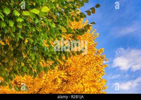 Foglie di autunno di tiglio contro il cielo blu - Francia. Foto Stock