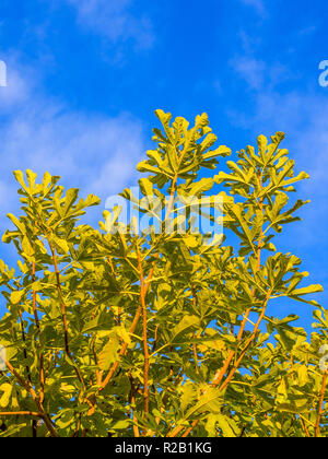 Comune Fig (Ficus carica) tree contro il cielo blu - Francia. Foto Stock