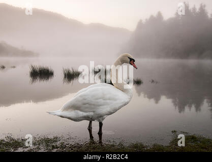 Lone swan in una nebbiosa mattina di autunno a Derwentwater nel distretto del lago, Cumbria Inghilterra REGNO UNITO Foto Stock