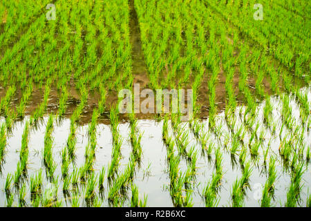Bella e verde campo di riso in Hampi, Karnataka, India. Foto Stock