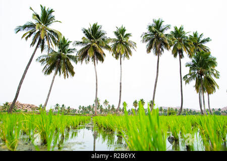 Splendidi e verdi campi di riso circondato da lussureggianti palme. Hampi, Karnataka, India. Foto Stock