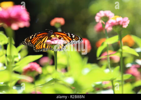 Farfalla monarca, Danaus plexippus, su un fiore Foto Stock