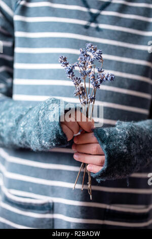 Mazzo di fiori di lavanda in mani Foto Stock