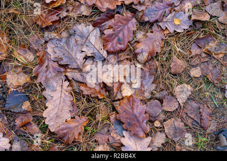 Wet delle foglie di un albero di quercia giacente su un sentiero di bosco. Foglie di alberi decidui dopo le prime gelate. Stagione di tardo autunno. Foto Stock