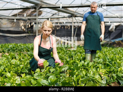 L uomo e la donna i giardinieri di lavorare con il Malabar spinaci piantine in serra Foto Stock