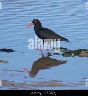 Nero Africa Oystercatcher Foto Stock