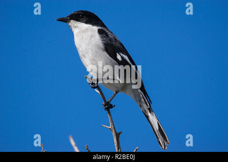 Shrike fiscale Foto Stock